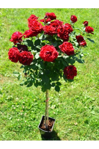 Троянда Ред Вельвет на штамбі в контейнері